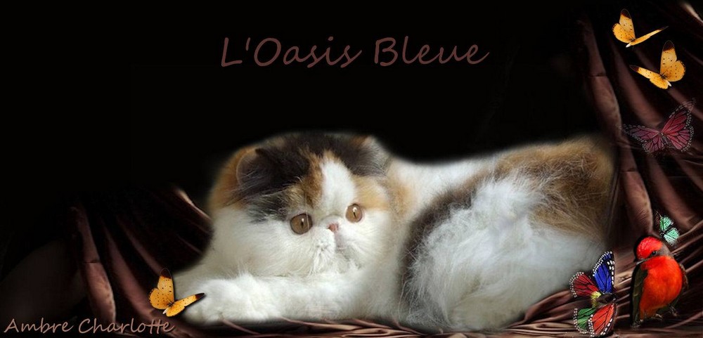 daisy dee of oasis bleue