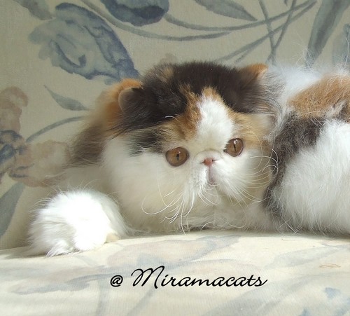 MIRAMACATS DAISY DEE