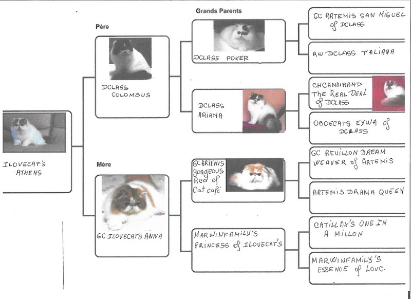 PEDIGREE DE ILOVECAT`S ATHENS